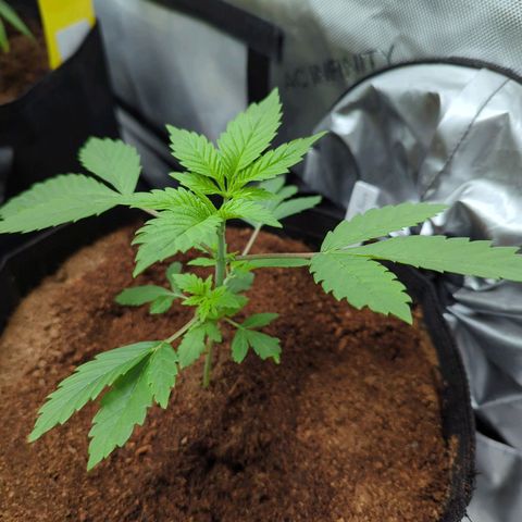 Pineapple Pussy  growlog timeline photo
