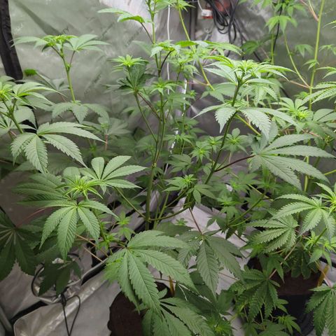 Pineapple Pussy  growlog timeline photo
