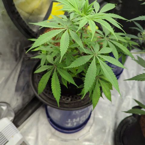 Purple Panty Dropper  growlog timeline photo