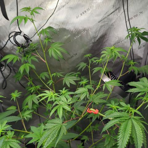 Blueberry Cupcake x MAC 1 growlog timeline photo