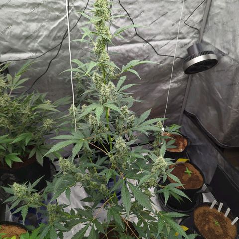 Grape Grogu  growlog timeline photo