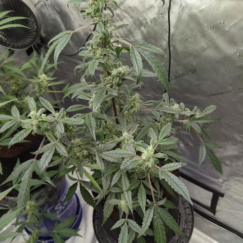 Mango MAC growlog timeline photo