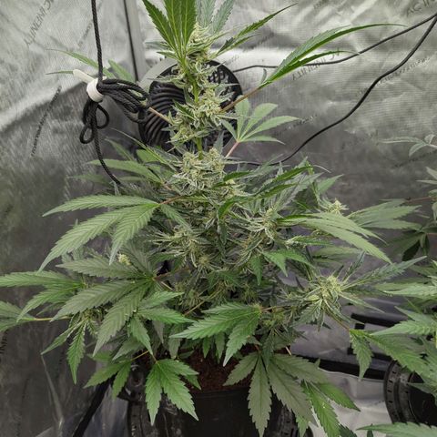 Humboldt Dream  growlog timeline photo