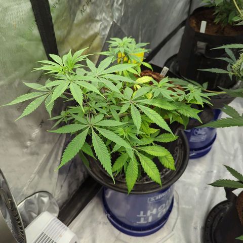 Purple Panty Dropper  growlog timeline photo