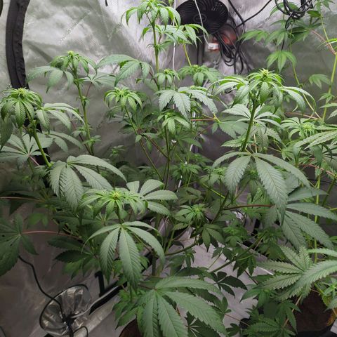 Pineapple Pussy  growlog timeline photo