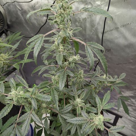 Mango MAC growlog timeline photo