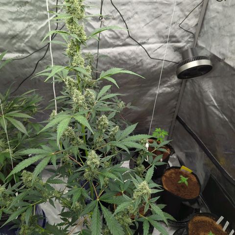 Grape Grogu  growlog timeline photo