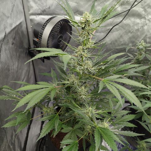 Humboldt Dream  growlog timeline photo
