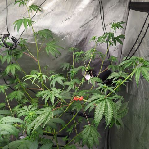 Blueberry Cupcake x MAC 1 growlog timeline photo