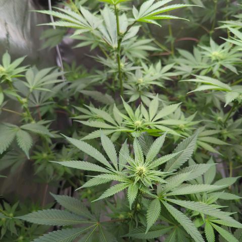 Pineapple Pussy  growlog timeline photo