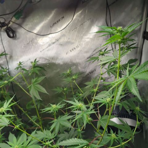 Blueberry Cupcake x MAC 1 growlog timeline photo