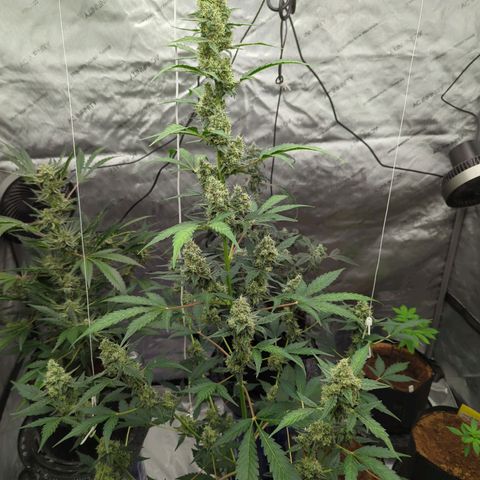 Grape Grogu  growlog timeline photo
