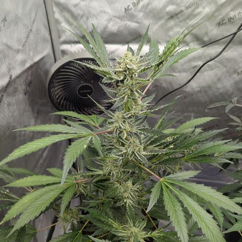 Humboldt Dream  growlog timeline photo