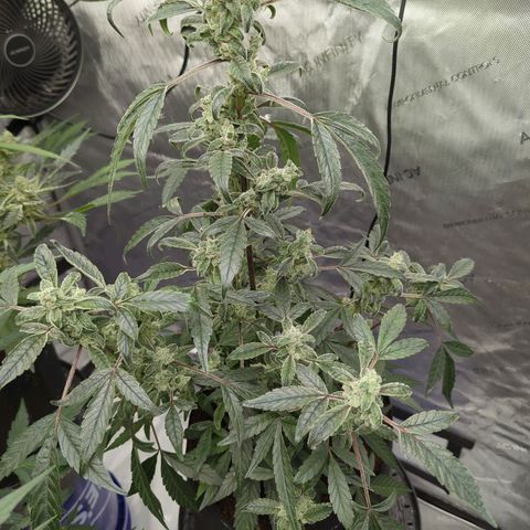 Mango MAC growlog timeline photo