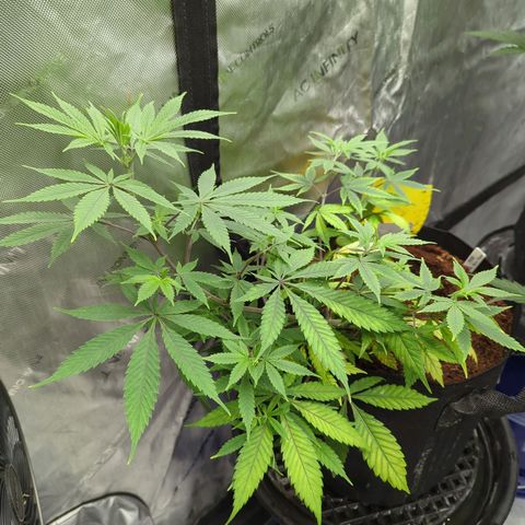 Purple Panty Dropper  growlog timeline photo
