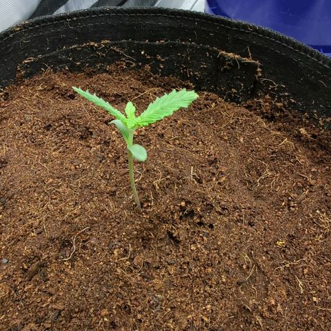 Original Jack Herer Auto  growlog timeline photo