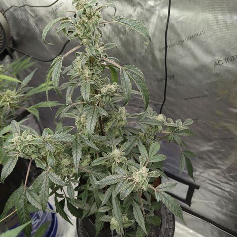 Mango MAC growlog timeline photo