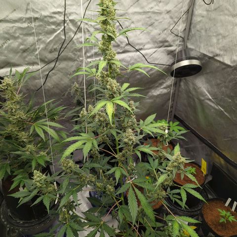 Grape Grogu  growlog timeline photo