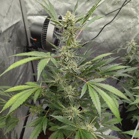 Humboldt Dream  growlog timeline photo