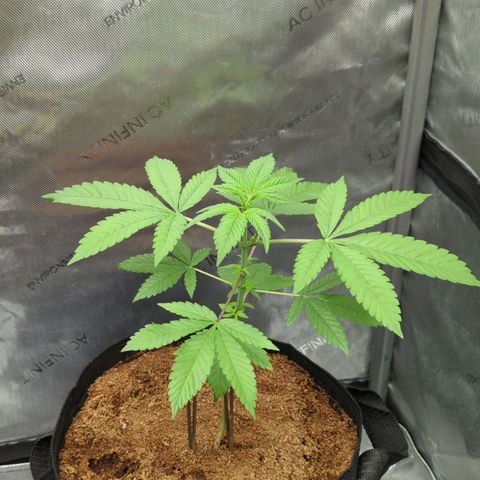 Pink Diamond  growlog timeline photo