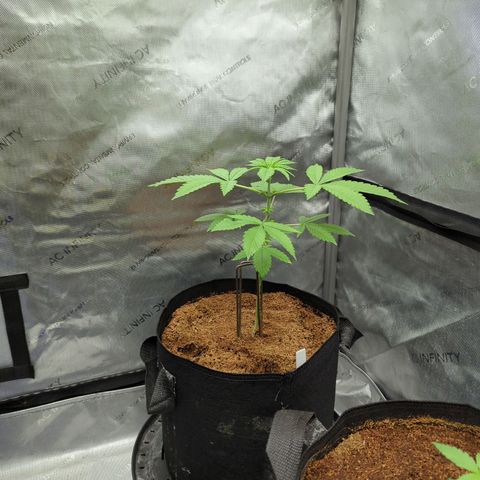 Pink Diamond  growlog timeline photo