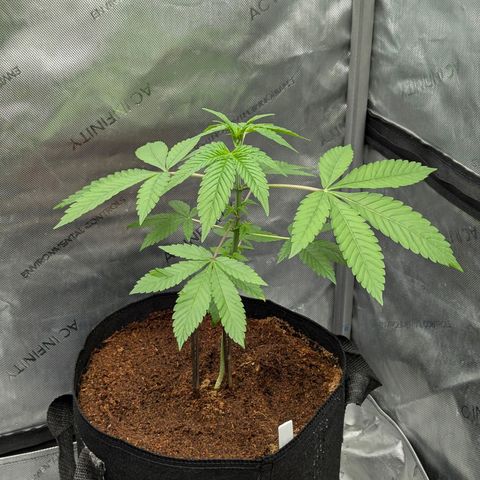 Pink Diamond  growlog timeline photo
