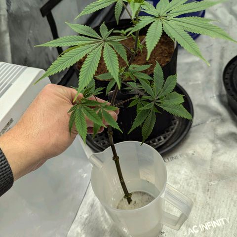 Purple Panty Dropper  growlog timeline photo