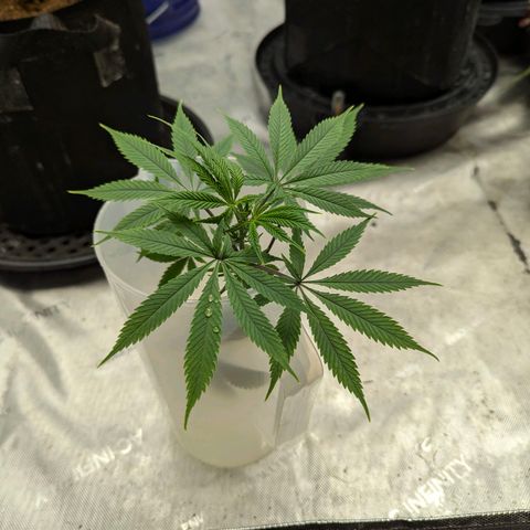 Purple Panty Dropper  growlog timeline photo