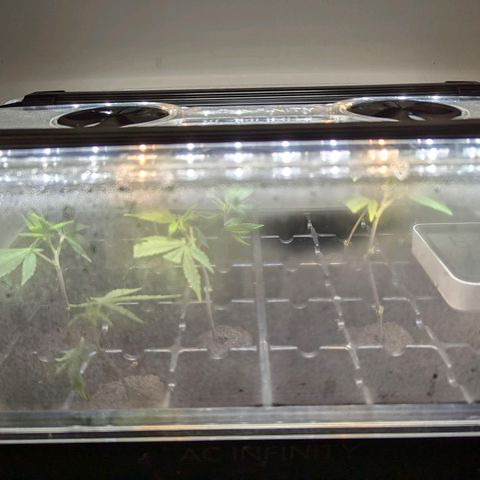 Purple Panty Dropper  growlog timeline photo