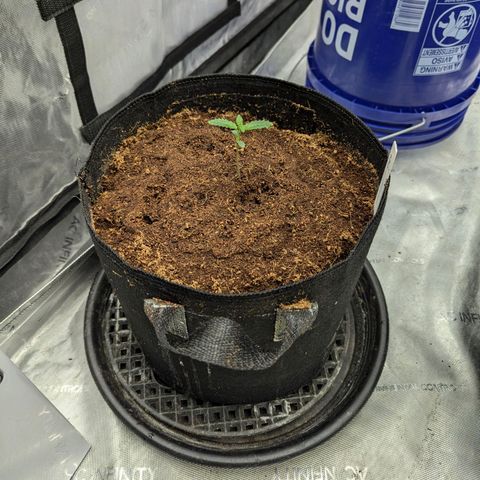Original Jack Herer Auto  growlog timeline photo