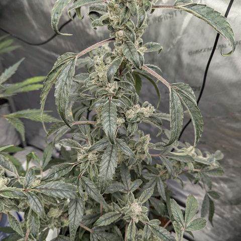 Mango MAC growlog timeline photo