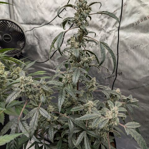 Mango MAC growlog timeline photo