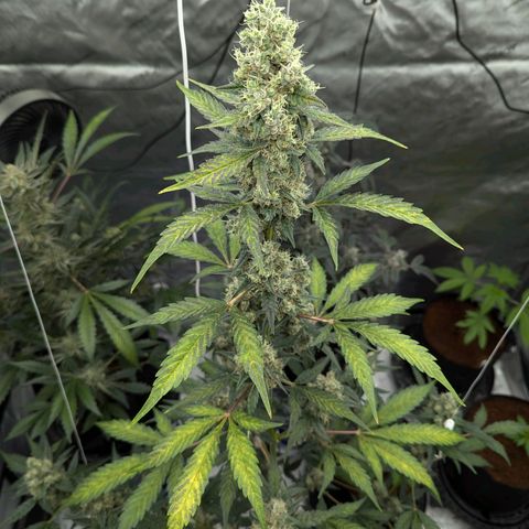 Grape Grogu  growlog timeline photo