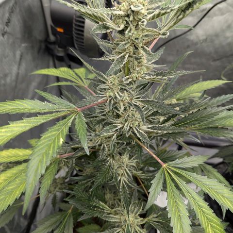 Grape Grogu  growlog timeline photo