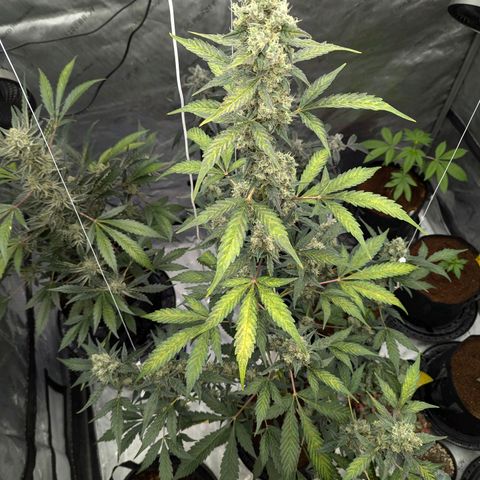 Grape Grogu  growlog timeline photo