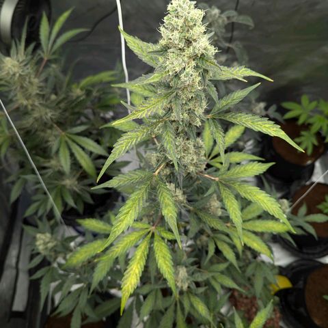 Grape Grogu  growlog timeline photo