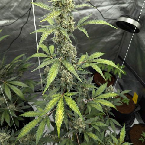 Grape Grogu  growlog timeline photo