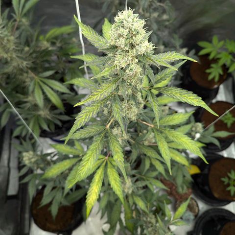 Grape Grogu  growlog timeline photo