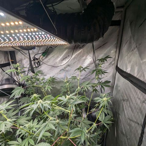 Blueberry Cupcake x MAC 1 growlog timeline photo
