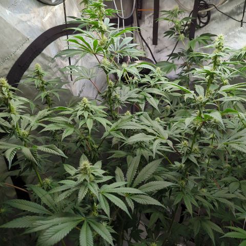 Pineapple Pussy  growlog timeline photo