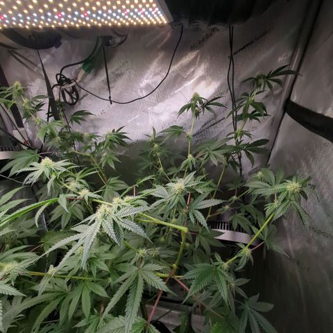 Blueberry Cupcake x MAC 1 growlog timeline photo