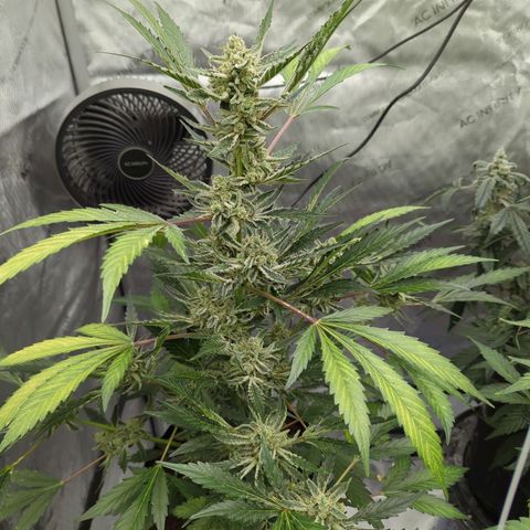 Humboldt Dream  growlog timeline photo