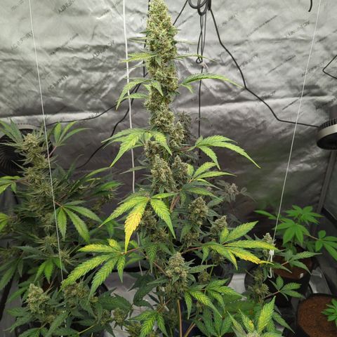 Grape Grogu  growlog timeline photo