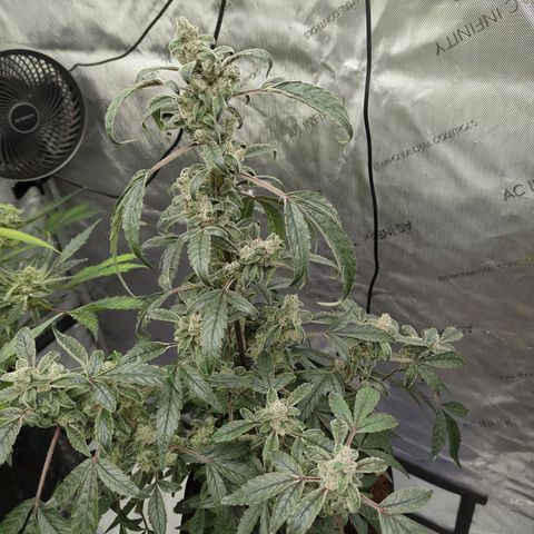 Mango MAC growlog timeline photo