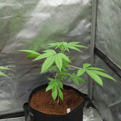 Pink Diamond  growlog timeline photo