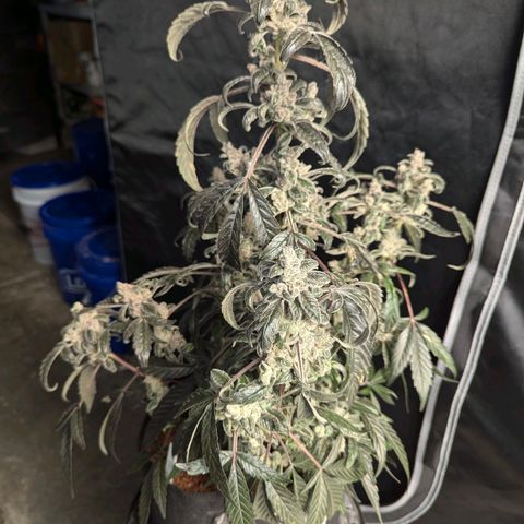 Mango MAC growlog timeline photo