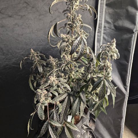 Mango MAC growlog timeline photo