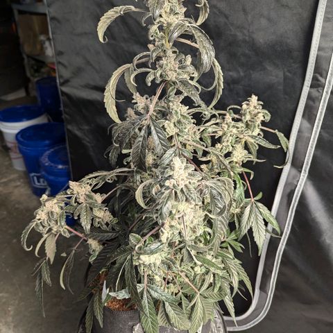 Mango MAC growlog timeline photo