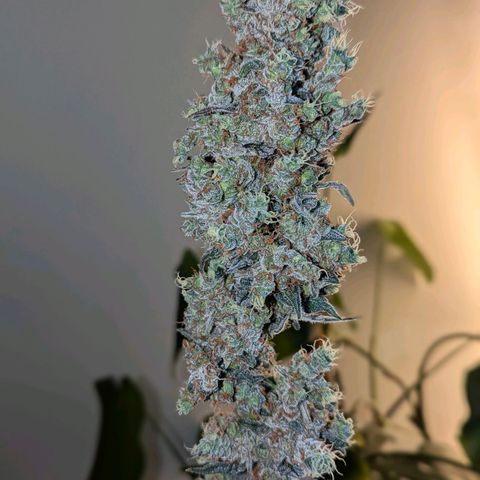 Grape Grogu  growlog timeline photo