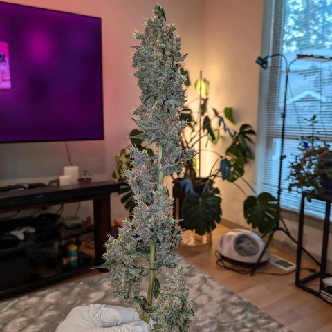 Grape Grogu  growlog timeline photo